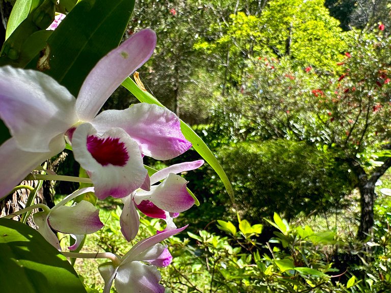 Il Bosco Incantato | Cabana + Cachoeira em Gramado